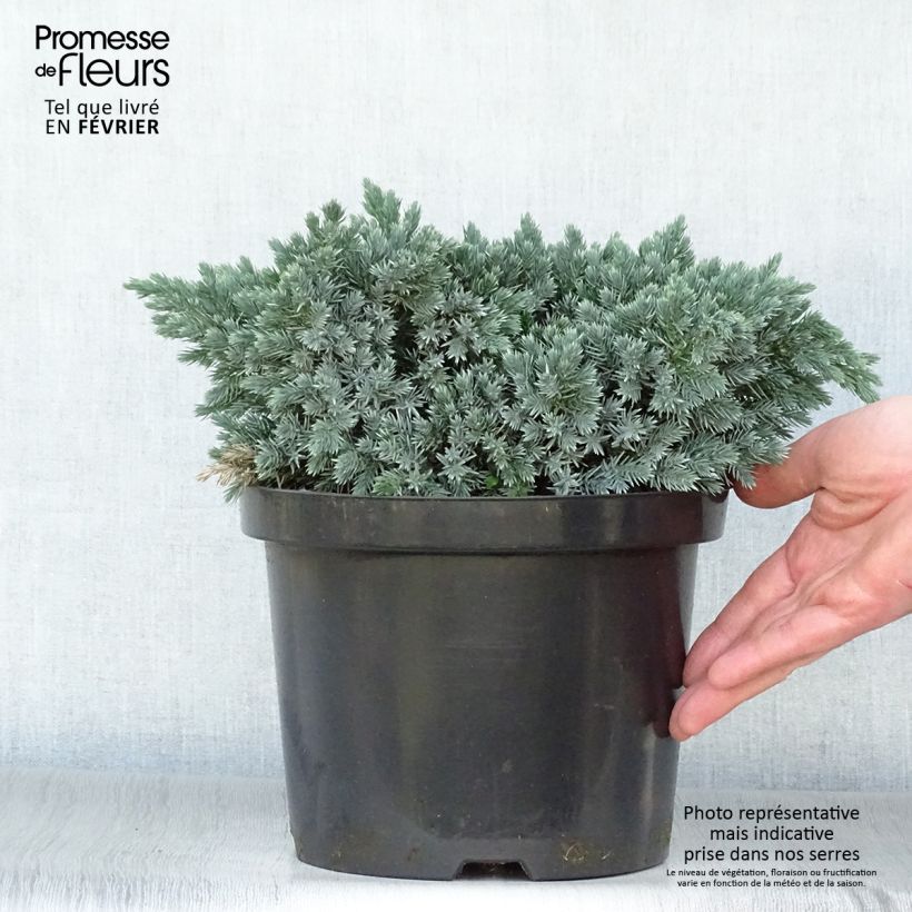 Amostra de Juniperus squamata Blue Star - Genévrier écailleux Vaso de 3 L/4 L tal como entregue no inverno