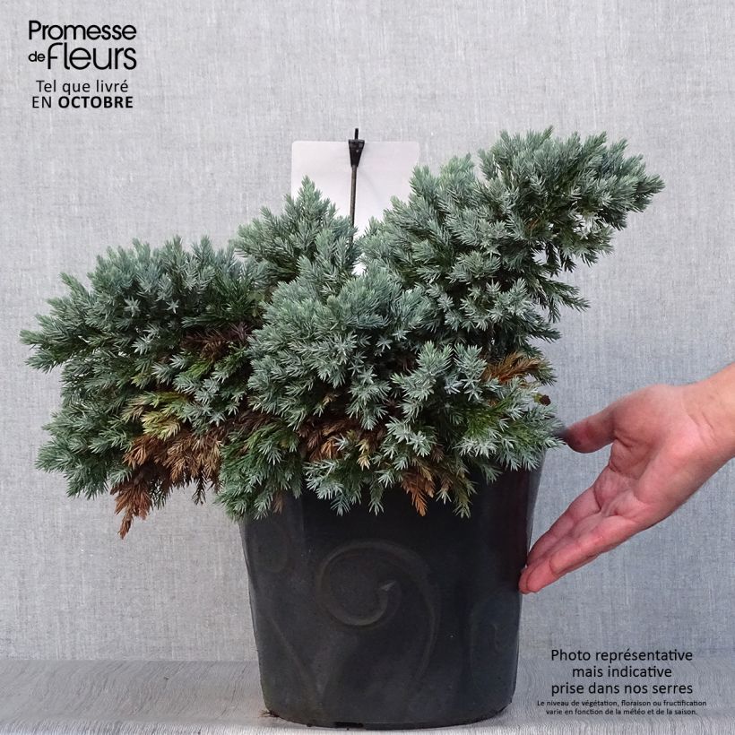 Amostra de Juniperus squamata Blue Star Vaso de 7,5 L/10 L tal como entregue no outono