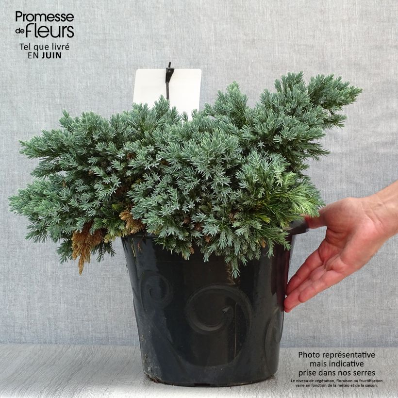 Amostra de Juniperus squamata Blue Star Vaso de 7,5 L/10 L tal como entregue no verão