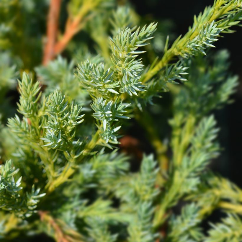 Juniperus squamata Blue Swede (Folhagem)