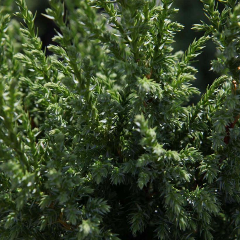 Juniperus squamata Loderi (Folhagem)