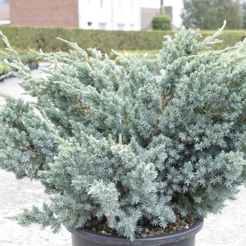 Juniperus squamata Meyeri (Folhagem)