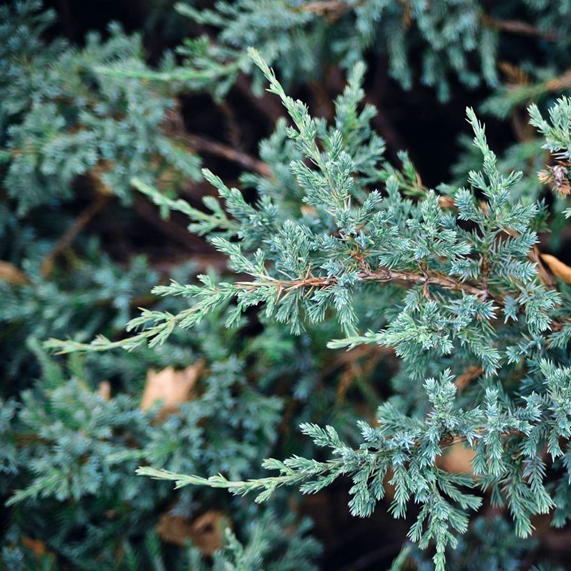 Juniperus squamata Blue Carpet (Folhagem)