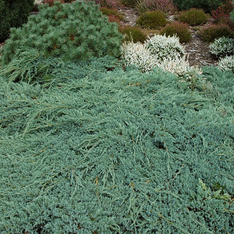 Juniperus squamata Blue Carpet (Hábito)