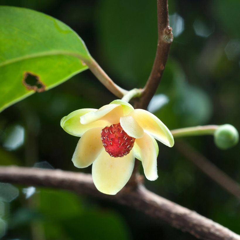 Kadsura japonica (Floração)