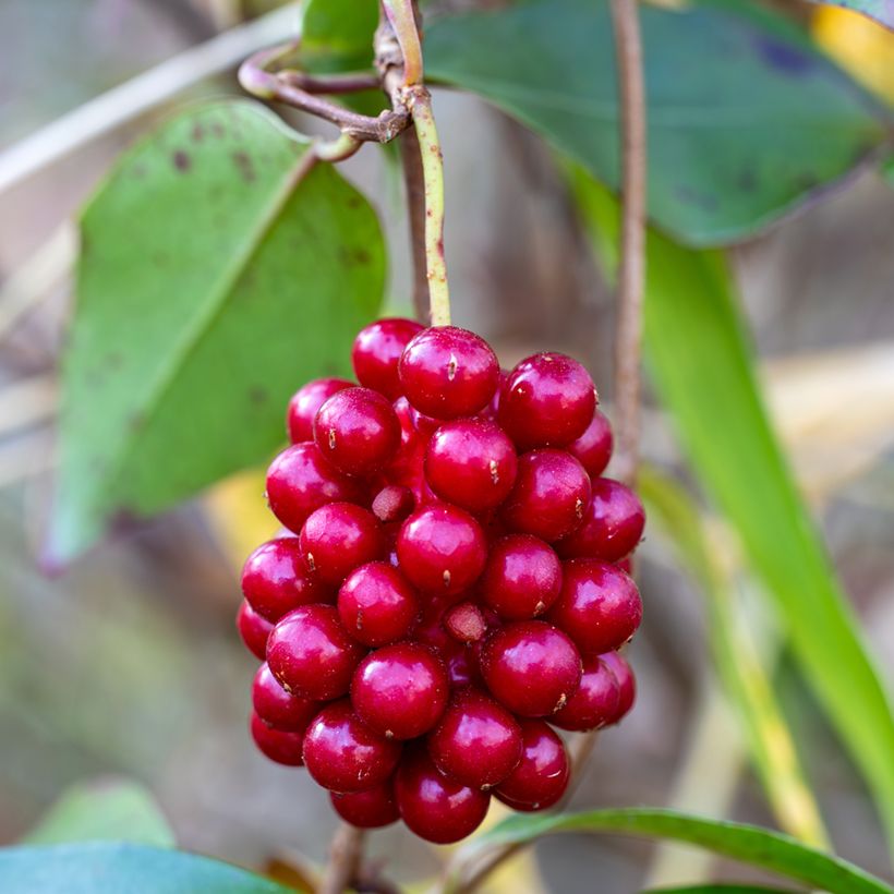 Kadsura japonica (Colheita)