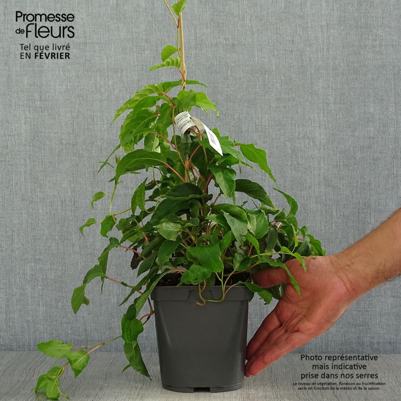 Amostra de Kiwi Super Jumbo fêmea - Actinidia arguta Vaso de 1,5 L/2 L tal como entregue no outono