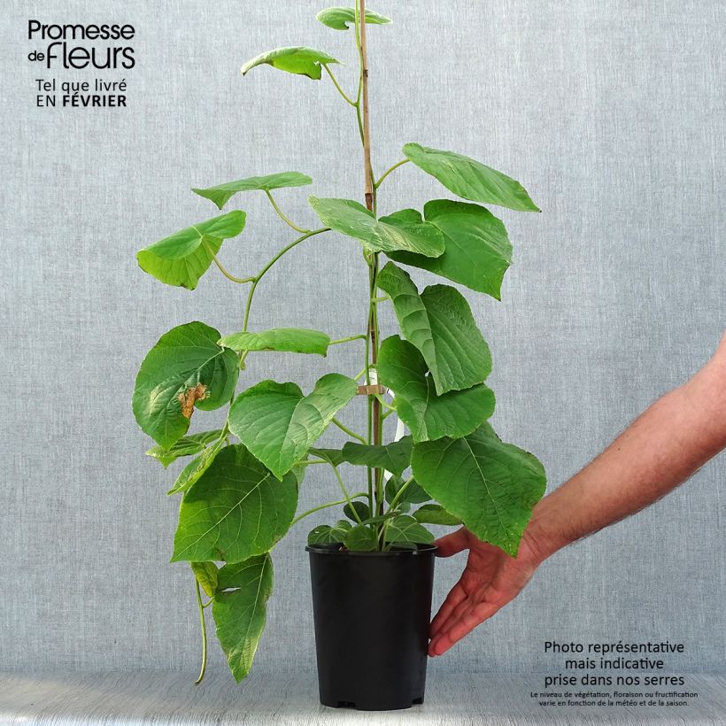 Amostra de Kiwi Wonder - Actinidia deliciosa Vaso de 3 L/4 L tal como entregue no outono