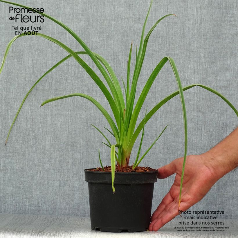 Amostra de Kniphofia Alcazar Vaso de 2 L/3 L tal como entregue no verão