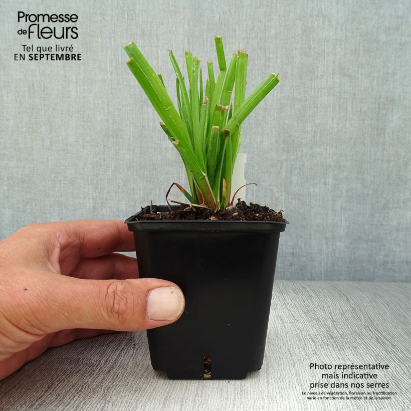 Amostra de Kniphofia Traffic Lights Vaso de 8/9 cm tal como entregue no outono