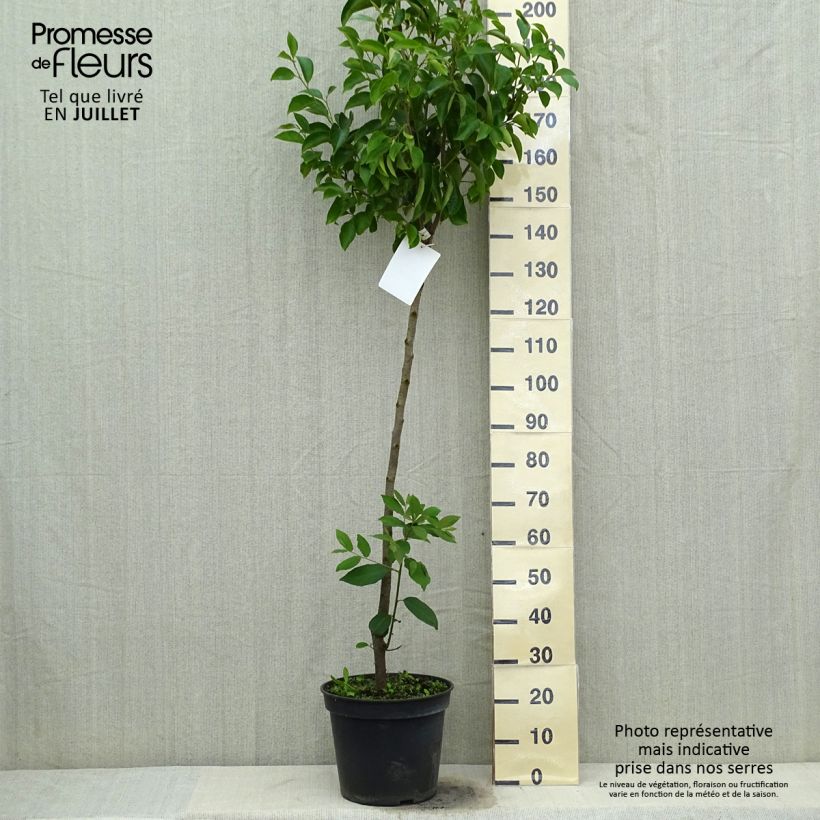 Amostra de Diospireiro Muscat - Diospyros kaki Vaso de 12 L/15 L, Meia haste tal como entregue no verão
