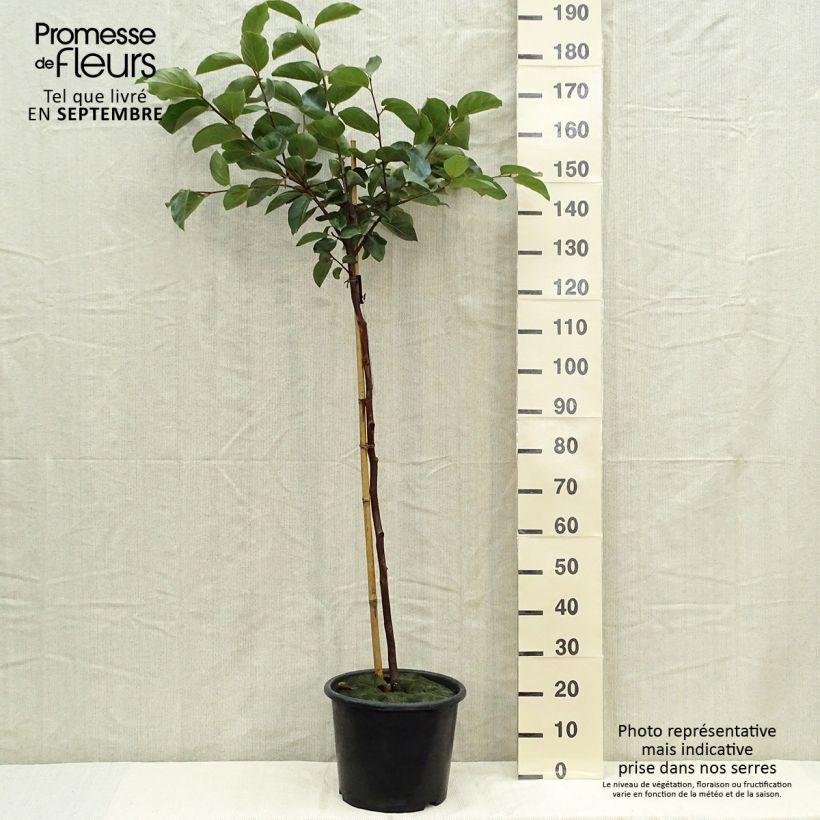 Amostra de Diospireiro Muscat - Diospyros kaki Vaso de 7,5 L/10 L, Copo tal como entregue no outono