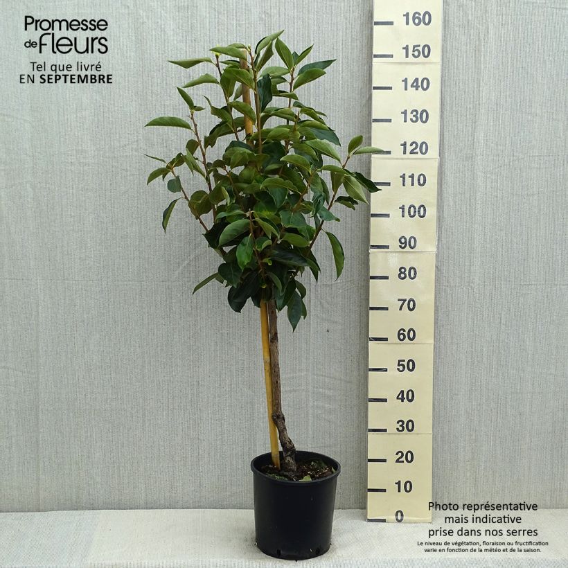 Amostra de Diospyros kaki Fuyu - Plaqueminier - Kaki pomme Vaso de 7,5 L/10 L, Copo tal como entregue no verão