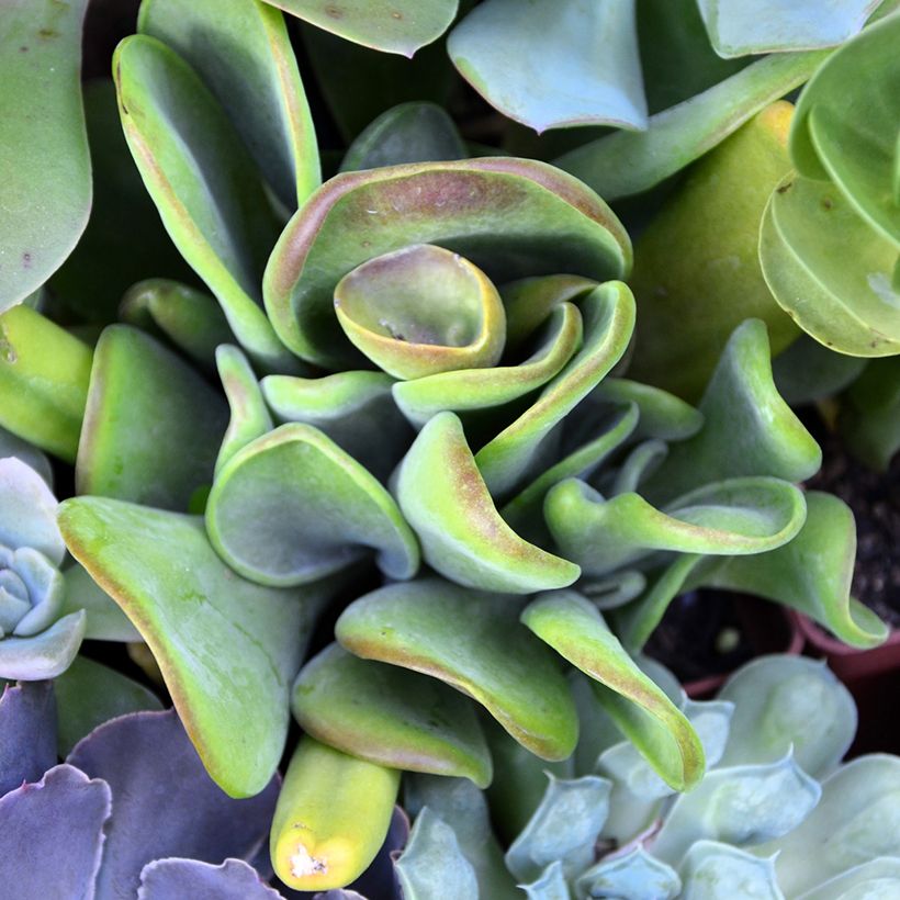 Kalanchoe luciae Oricula - Planta-colher (Folhagem)