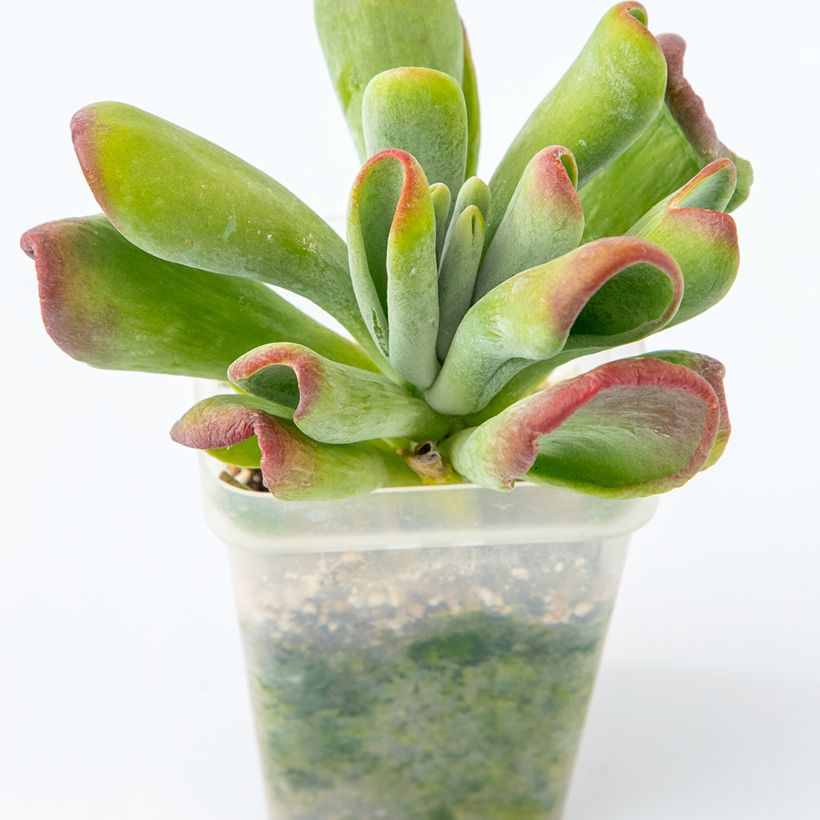 Kalanchoe luciae Oricula - Planta-colher (Hábito)