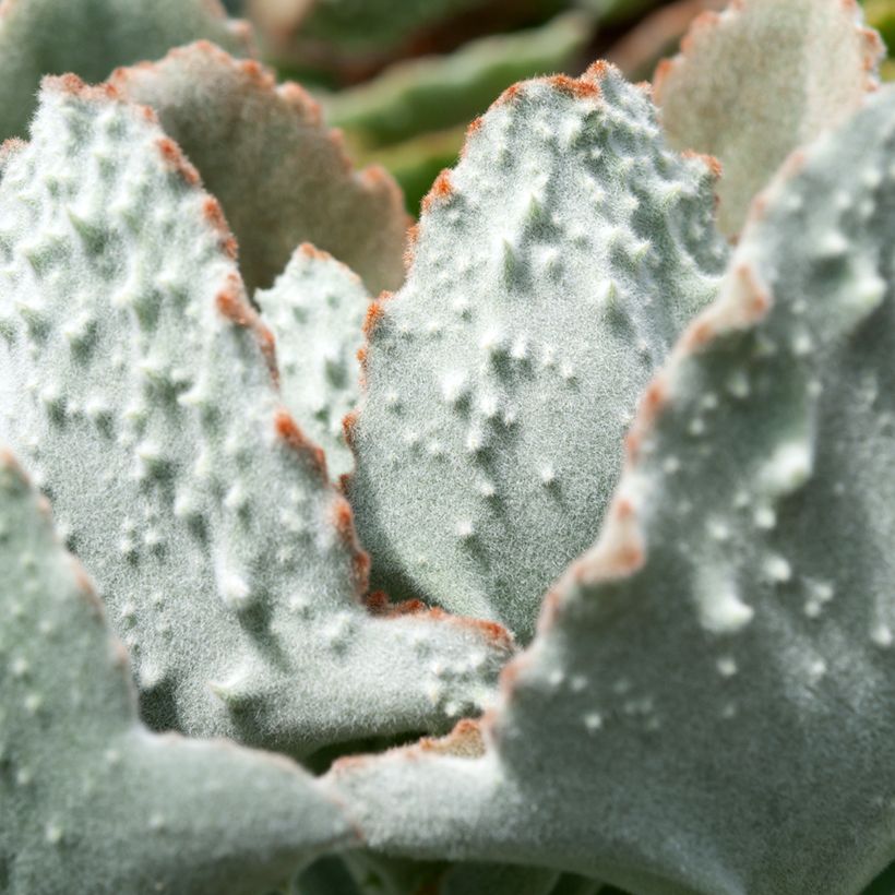 Kalanchoe beharensis Fang - Planta-colher (Folhagem)