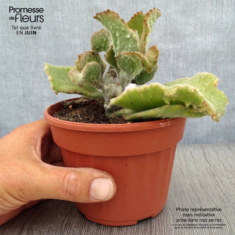 Amostra de Kalanchoe beharensis Subnuda Vaso de 12 cm/13 cm tal como entregue no verão