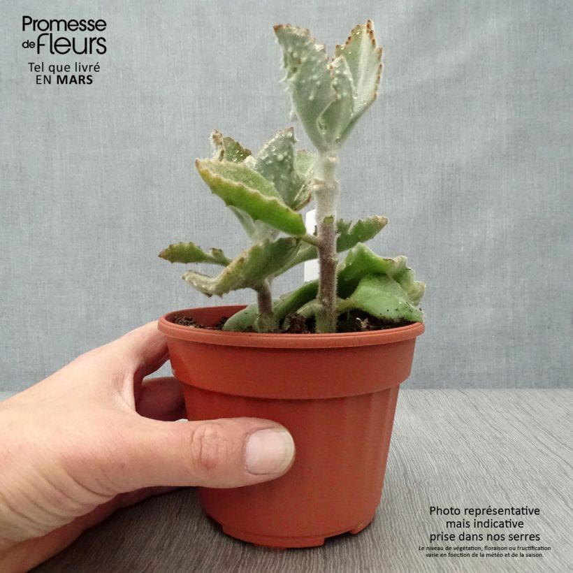 Amostra de Kalanchoe beharensis Subnuda Vaso de 12 cm/13 cm tal como entregue na primavera