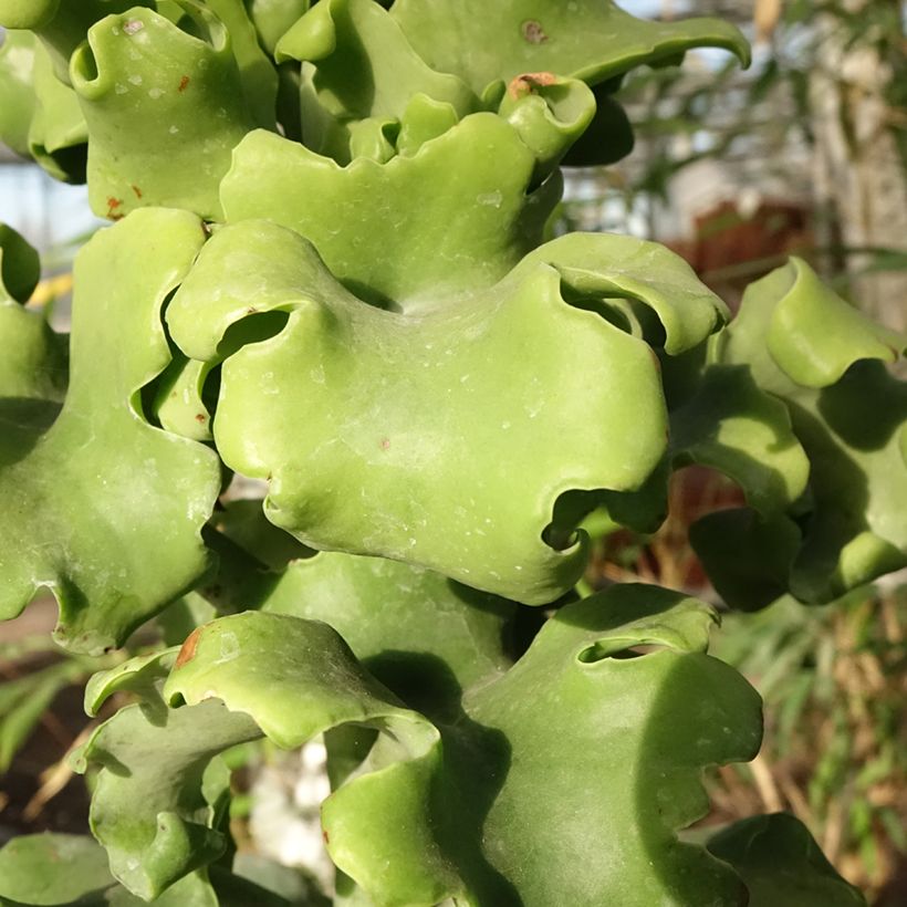 Kalanchoe beharensis Subnuda (Folhagem)