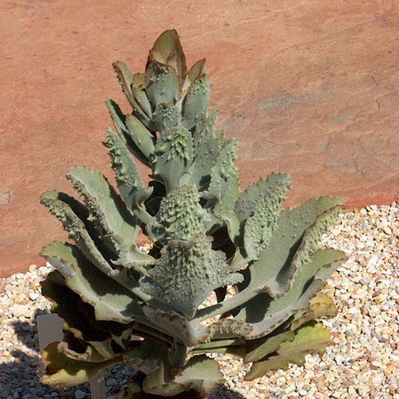 Kalanchoe beharensis Fang - Planta-colher (Hábito)