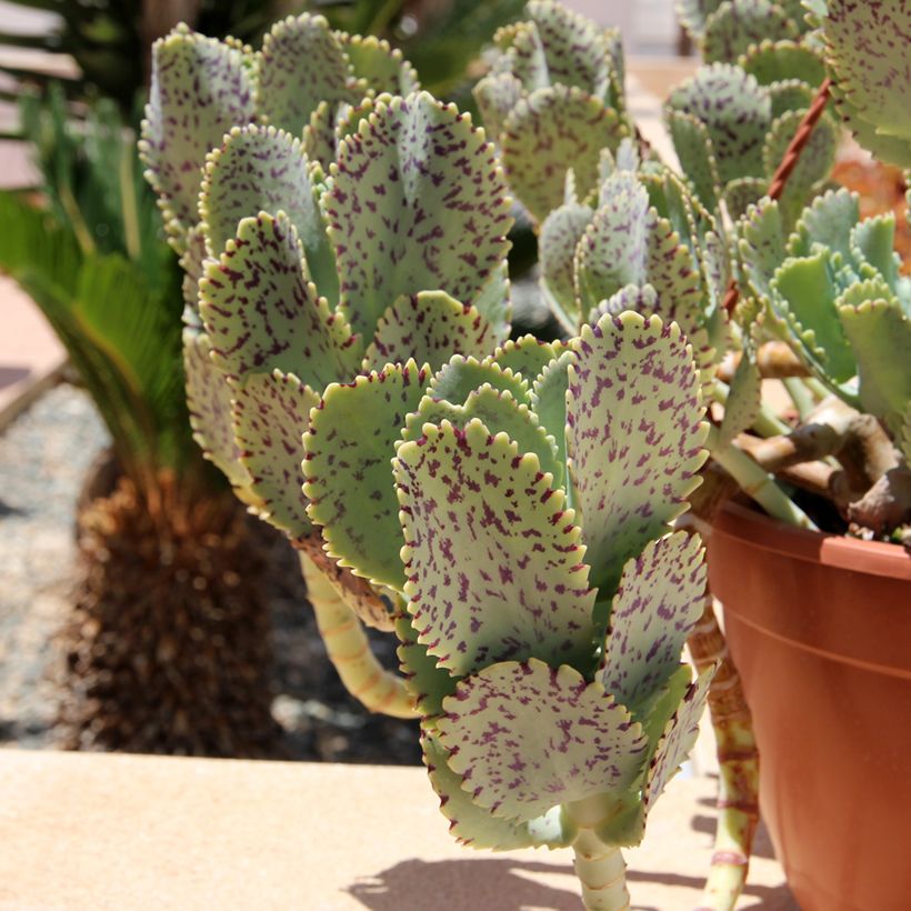Kalanchoe marmorata - Planta-colher (Folhagem)
