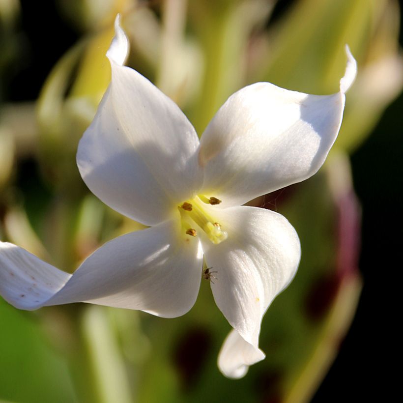 Kalanchoe marmorata - Planta-colher (Floração)