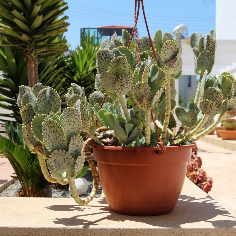 Kalanchoe marmorata - Planta-colher (Hábito)