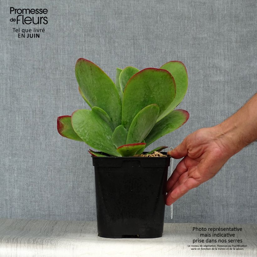 Amostra de Kalanchoe thyrsiflora Bronze Sculpture Vaso de 2 L/3 L tal como entregue no verão