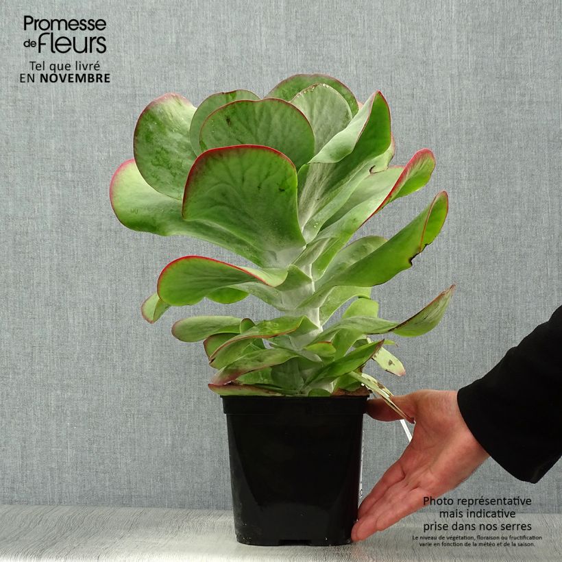 Amostra de Kalanchoe thyrsiflora Bronze Sculpture Vaso de 2 L/3 L tal como entregue no outono