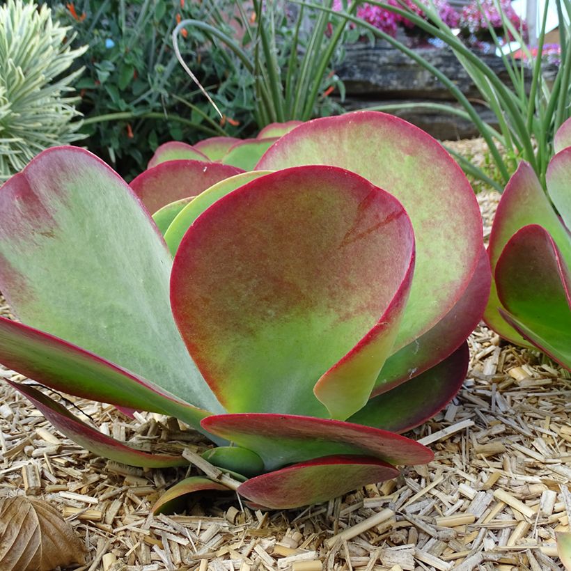 Kalanchoe thyrsiflora Bronze Sculpture (Hábito)