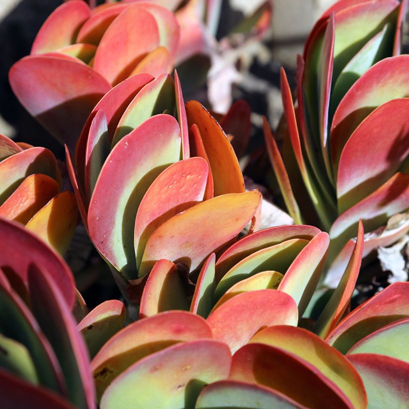 Kalanchoe thyrsiflora - Planta-colher (Folhagem)