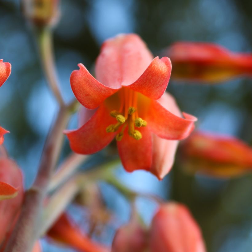 Kalanchoe thyrsiflora - Planta-colher (Floração)