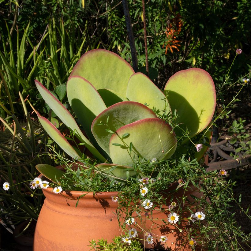 Kalanchoe thyrsiflora - Planta-colher (Hábito)