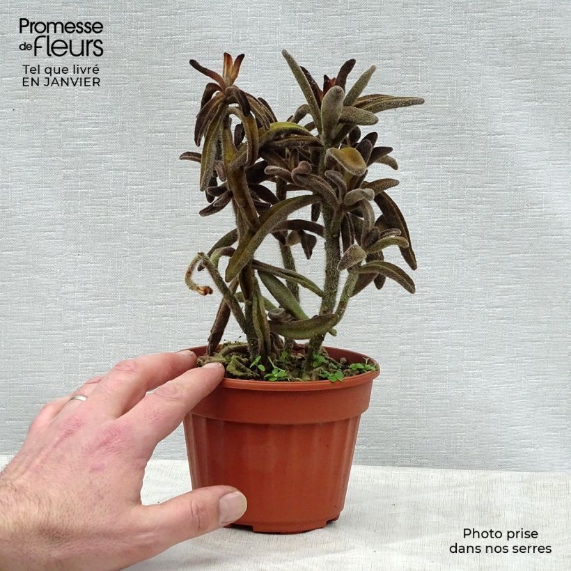 Amostra de Kalanchoe tomentosa Vaso de 12 cm/13 cm tal como entregue no inverno