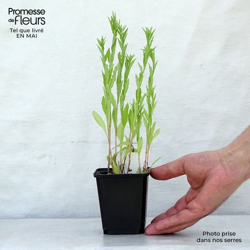 Amostra de Kalimeris incisa Vaso de 8/9 cm tal como entregue na primavera