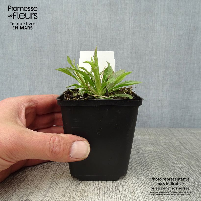 Amostra de Kalimeris incisa Alba Vaso de 8/9 cm tal como entregue na primavera