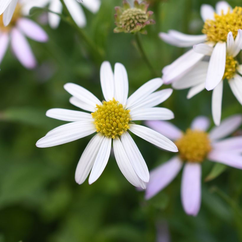 Kalimeris incisa Alba (Floração)