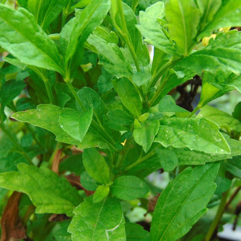 Kalimeris incisa Blue Star (Folhagem)