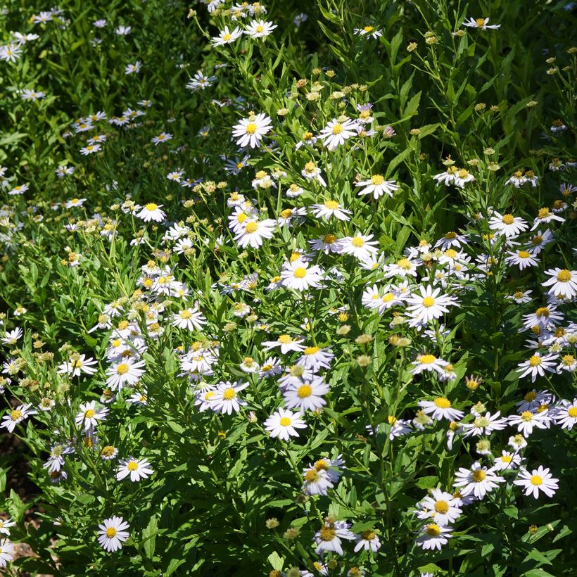 Kalimeris incisa Blue Star (Hábito)