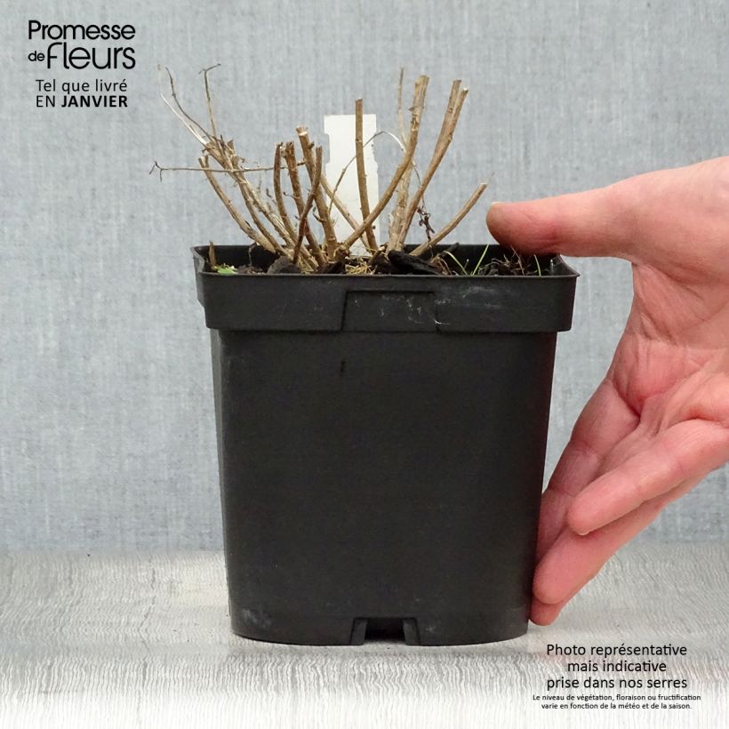 Amostra de Kalimeris incisa Blue Star Vaso de 2 L/3 L tal como entregue no inverno