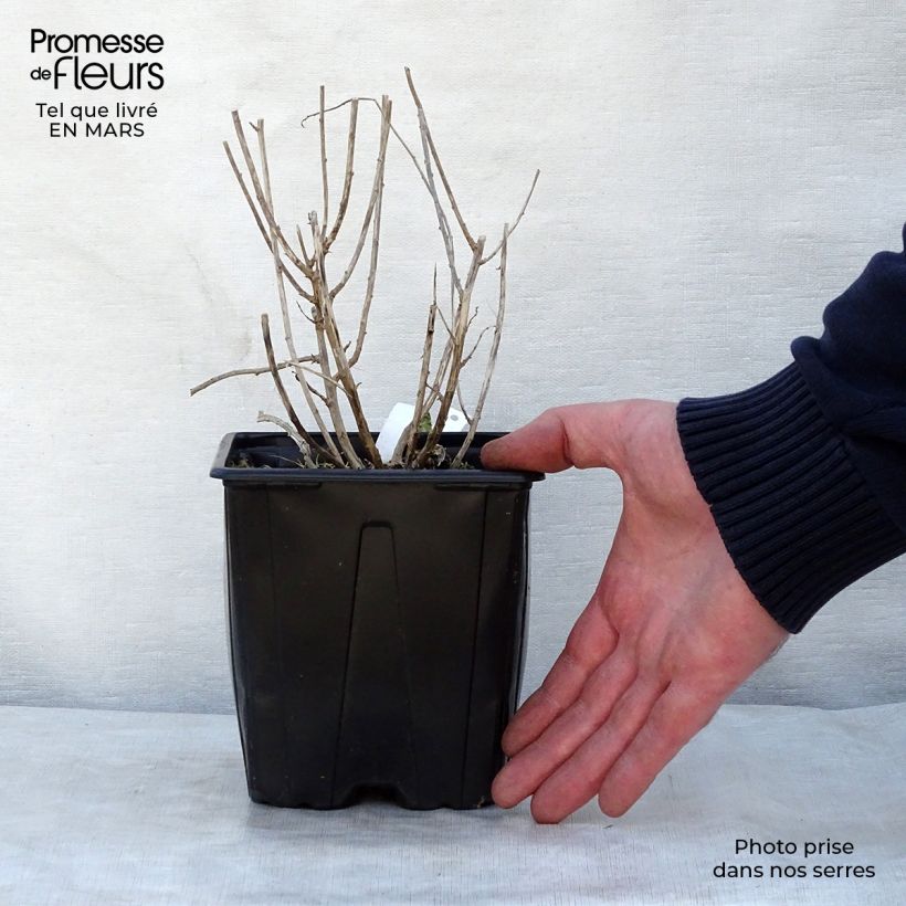 Amostra de Kalimeris incisa Blue Star Vaso de 2 L/3 L tal como entregue na primavera