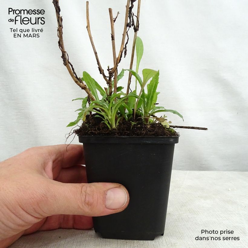 Amostra de Kalimeris incisa Charlotte Vaso de 8/9 cm tal como entregue na primavera