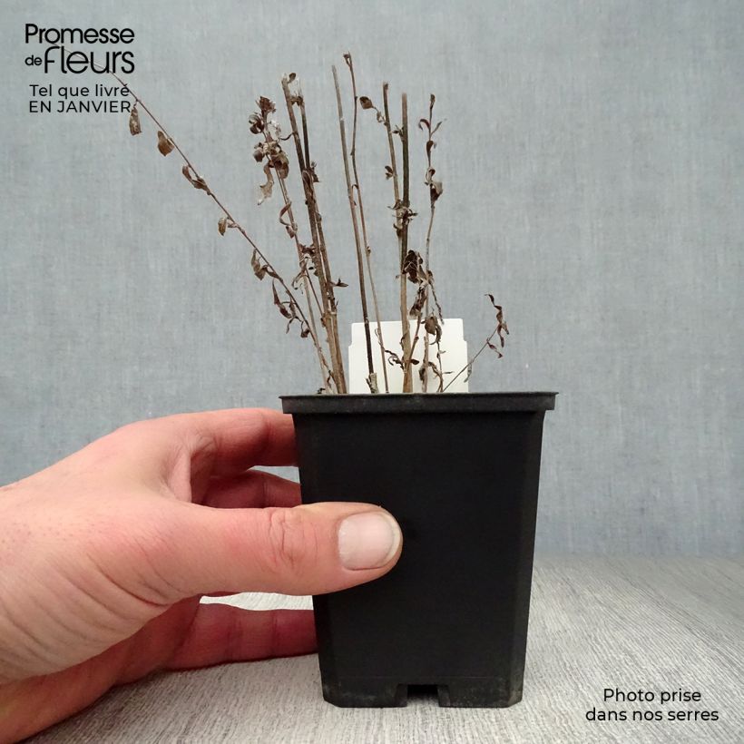 Amostra de Kalimeris incisa Vaso de 8/9 cm tal como entregue no inverno