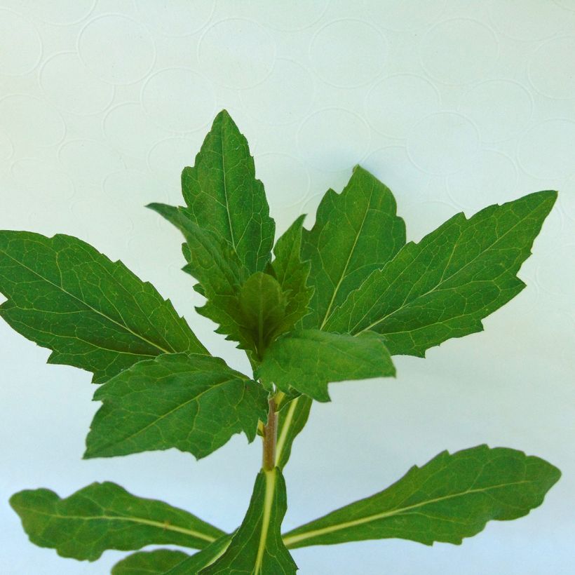 Kalimeris incisa Madiva (Folhagem)