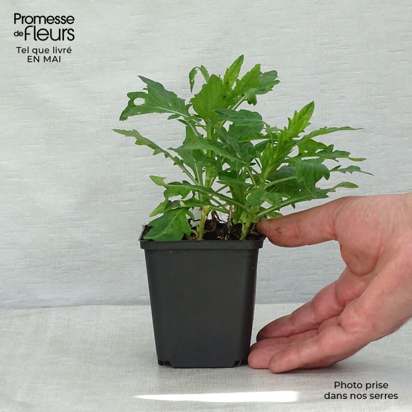 Amostra de Kalimeris incisa Madiva Vaso de 8/9 cm tal como entregue na primavera