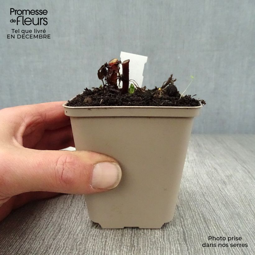 Amostra de Kalimeris incisa Madiva Vaso de 8/9 cm tal como entregue no inverno