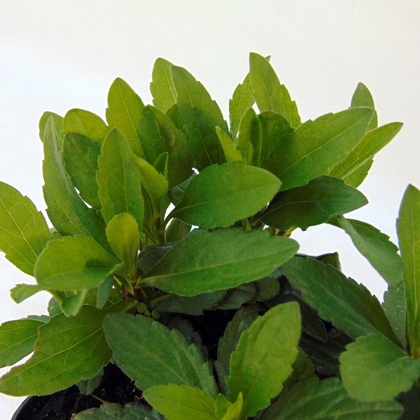 Kalimeris incisa Nana Blue (Folhagem)