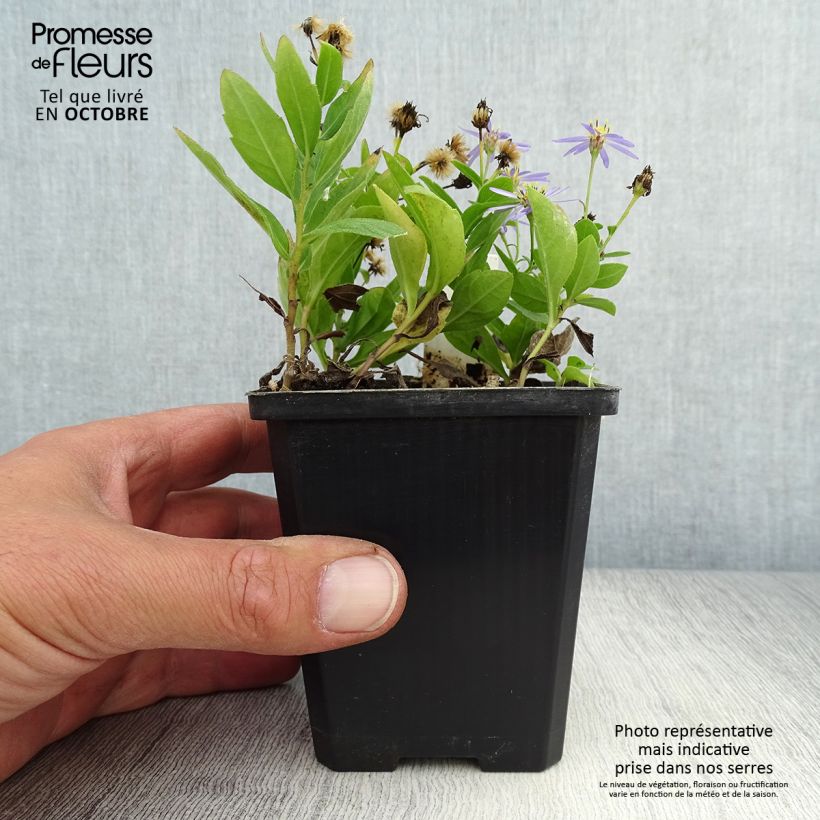 Amostra de Kalimeris incisa Nana Blue Vaso de 8/9 cm tal como entregue no outono