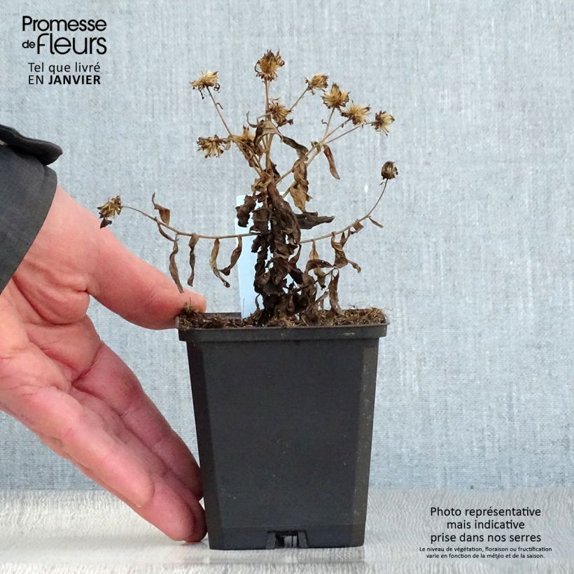 Amostra de Kalimeris incisa Nana Blue Vaso de 8/9 cm tal como entregue no inverno