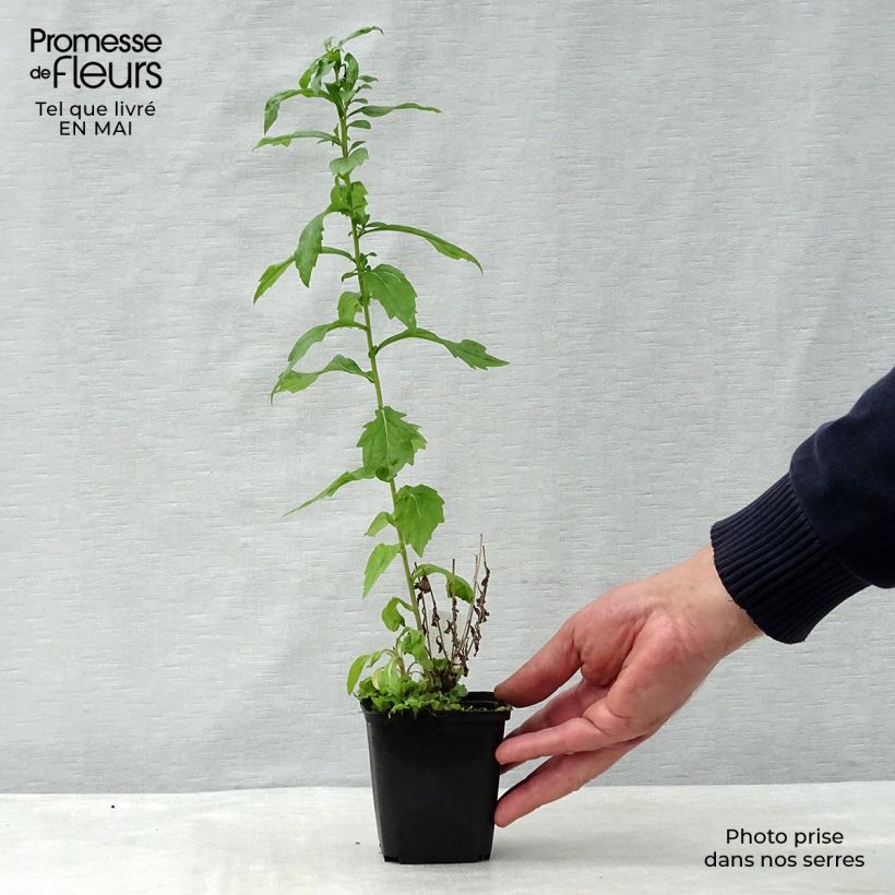 Amostra de Kalimeris mongolica Antonia Vaso de 8/9 cm tal como entregue na primavera